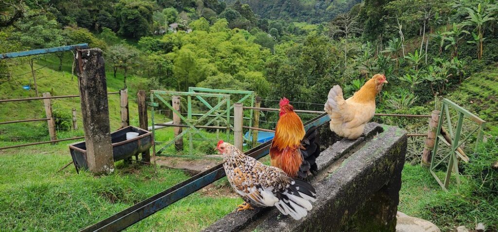 Chickens on a coffee farm