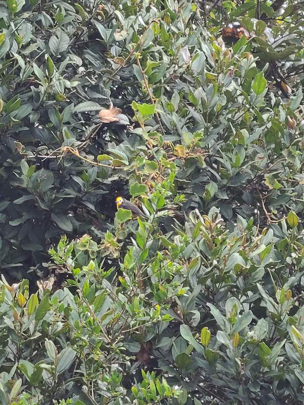 A Golden-fronted Redstart in a bush