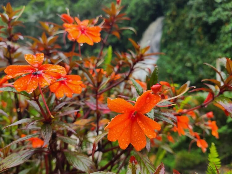Beautiful flowers in front of the hot springs at santa rosa de cabal