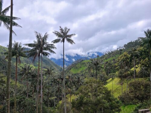 quindio wax palms in carbonera valley