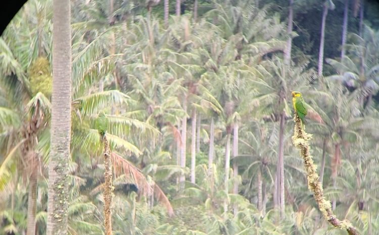 Two Yellow-eared Parrots in the wax palm forest near Salento