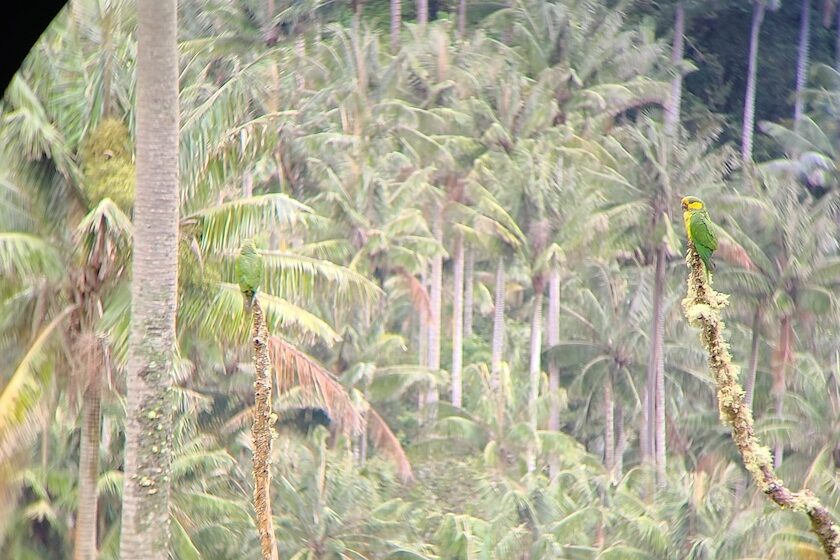 yellow-eared parrots in the carbonera valley