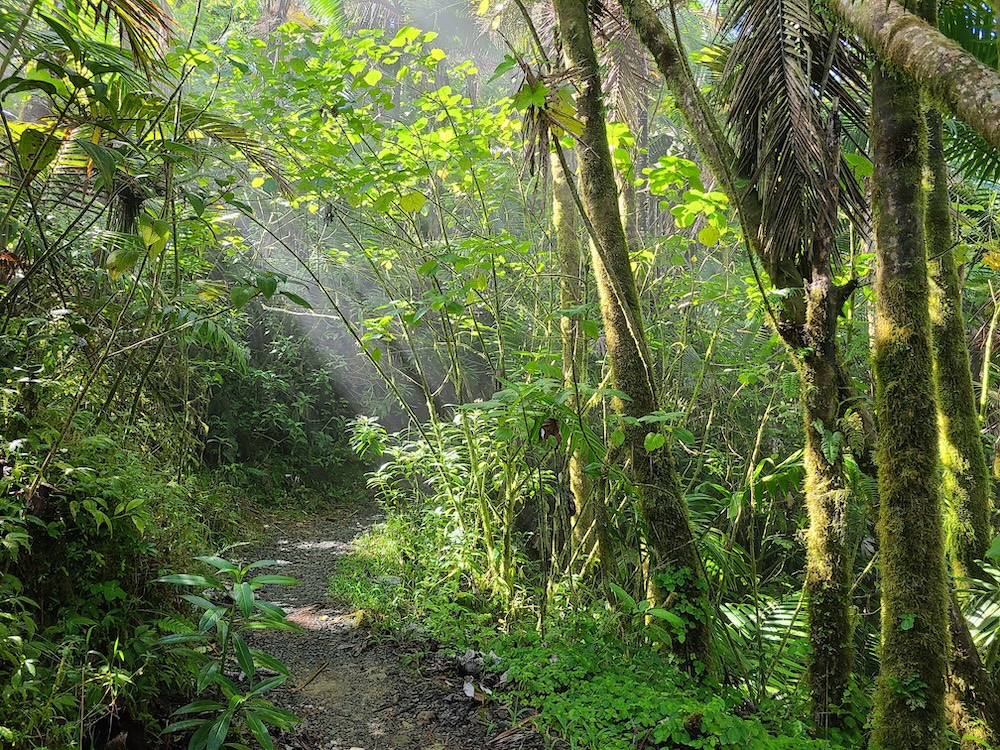 el yunque hike