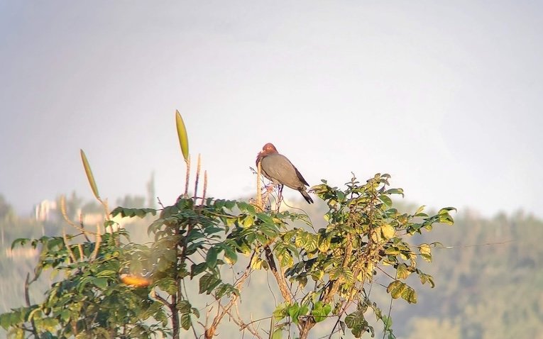 scaly-naped pigeon on a treetop