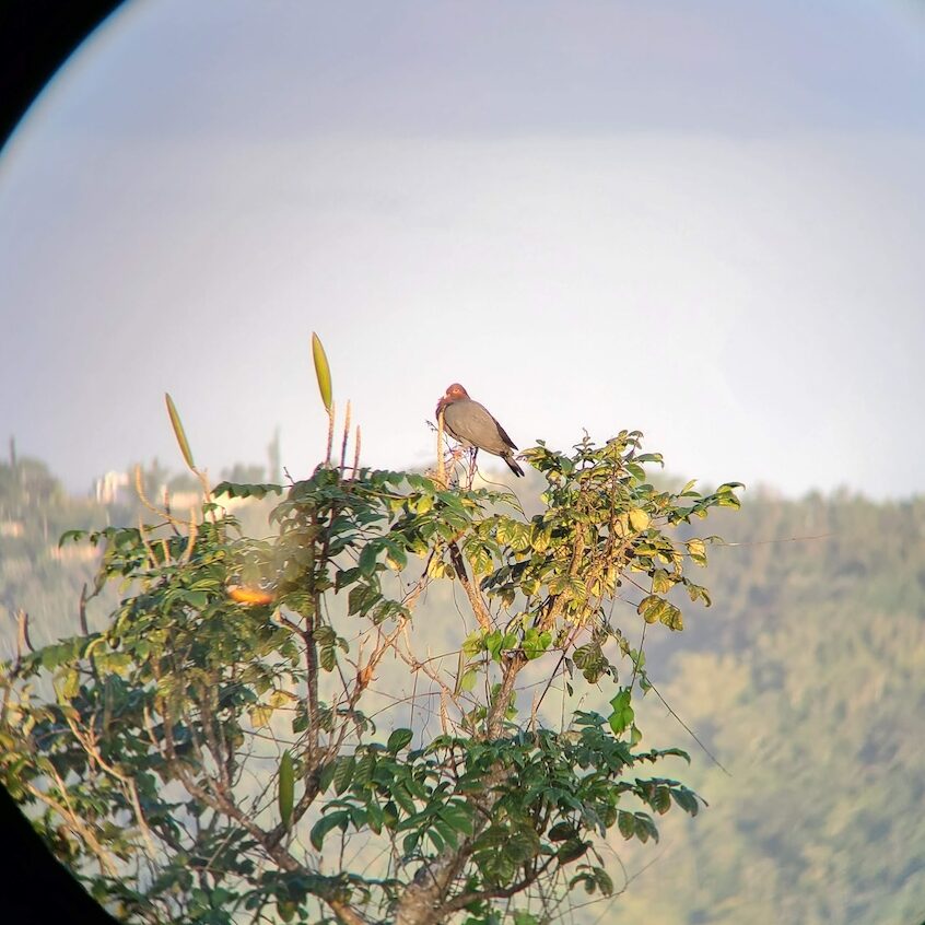 Scaly-naped Pigeon