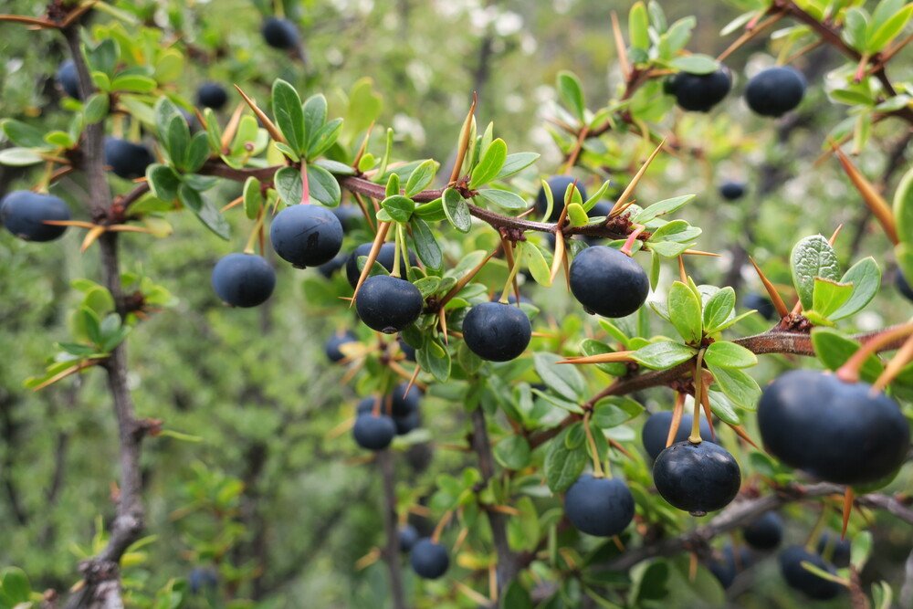 calafate berries in patagonia