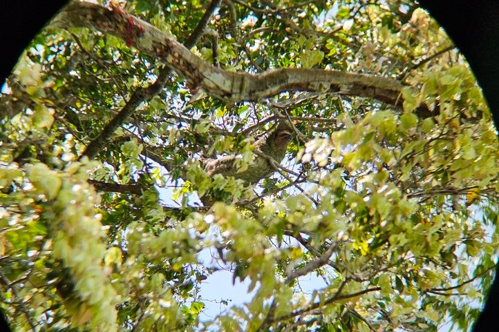 first sloth A sloth hanging from a tree looking wistful