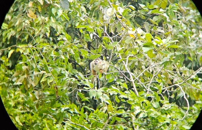 squirrel monkey squirrel monkey at manuel antonio national park