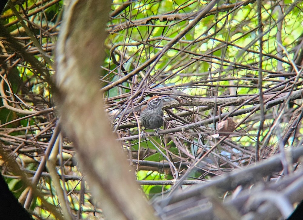 wren wren in bushes